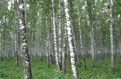 Стихи о родине